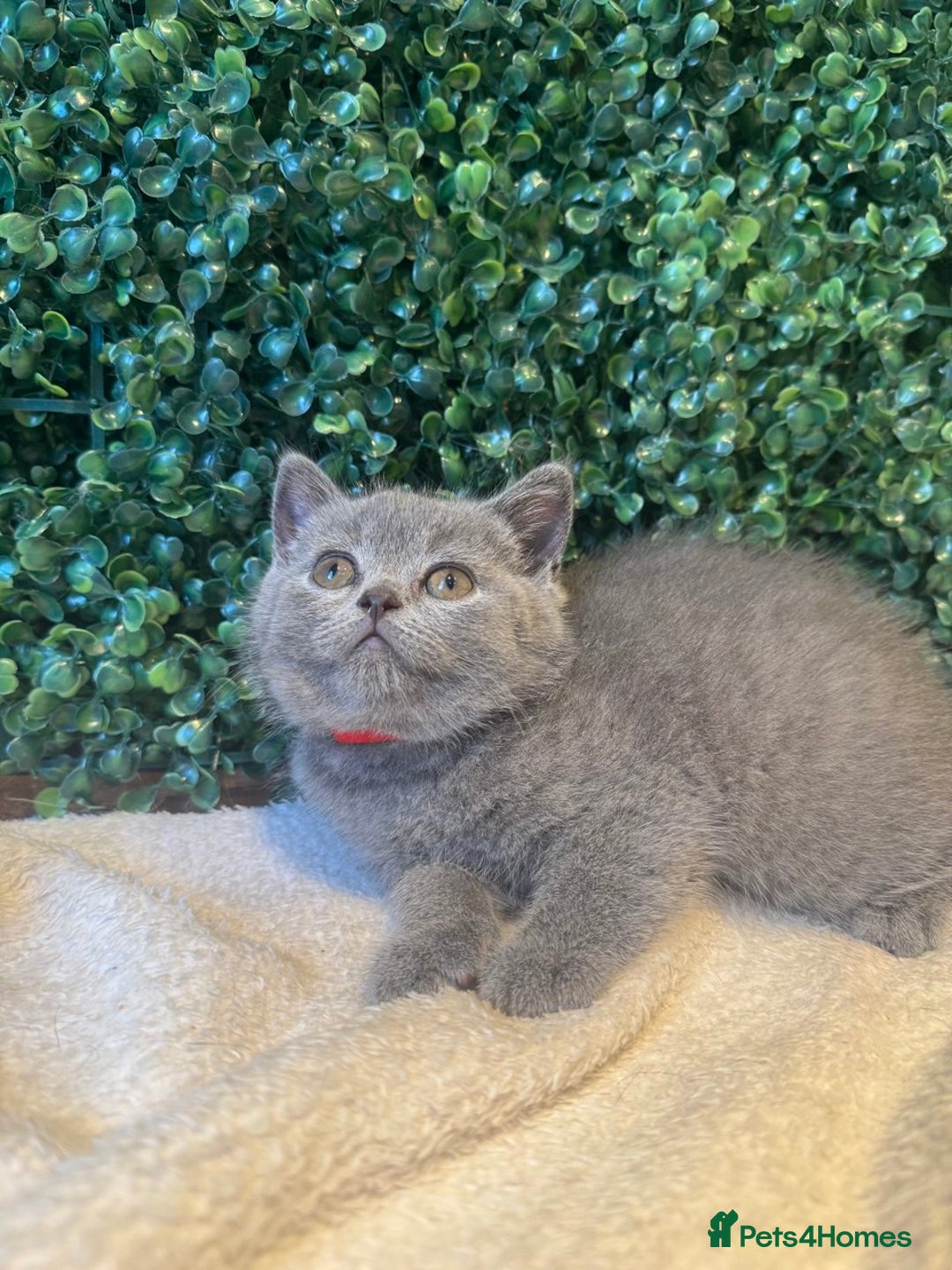 British Shorthair cats for sale: 💕British Shorthair Blue Kittens💕 - Image 29