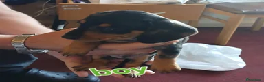 Dachshund 3