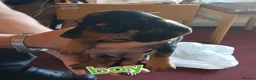 Dachshund dogs for sale: Dachshunds  - Advert 4