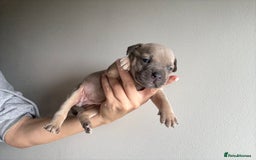 Mixed Breed dogs for sale: Frenchie x staffy  - Image 6