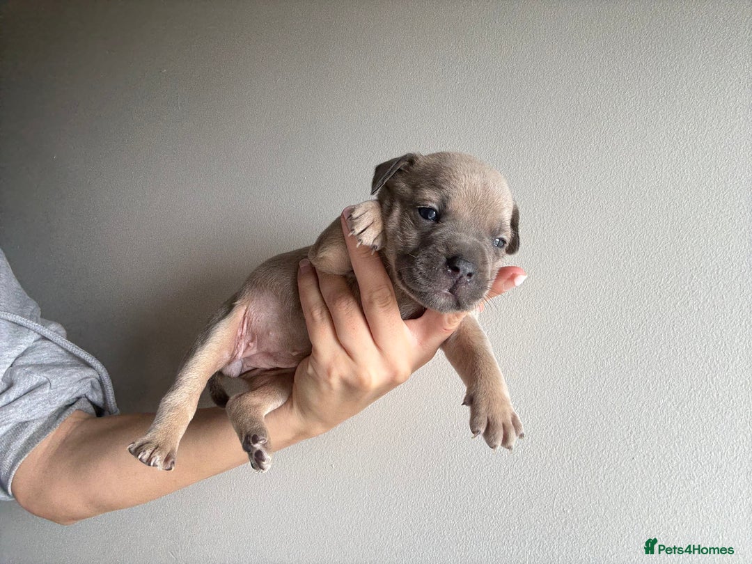 Mixed Breed dogs for sale: Frenchie x staffy  - Image 6