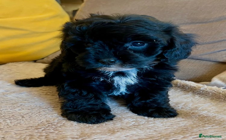 Cavapoo dogs - Advert 7