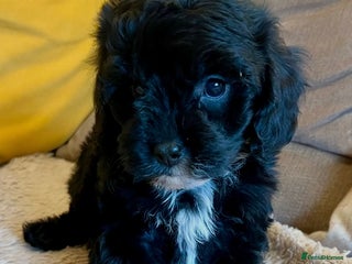 Cavapoo dogs - Advert 2