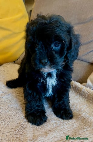 Cavapoo dogs - Advert 7