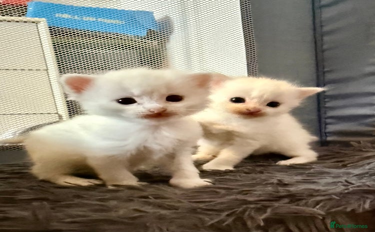 Ragdoll cats - Advert 1