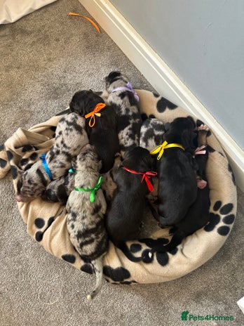 Mixed Breed dogs - Advert 1