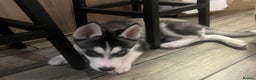 Siberian Husky dogs for sale: Siberian Husky puppies  - Advert 36