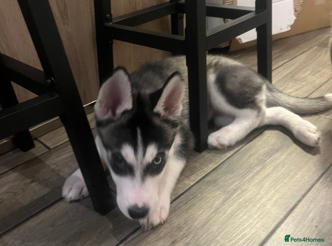 Siberian Husky dogs for sale: Siberian Husky puppies  - Advert 36