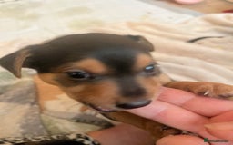 Mixed Breed dogs for sale: Jackawawa puppies 🐾💙1 boy left 💙🐾 - Image 23