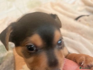 Mixed Breed dogs - Advert 12