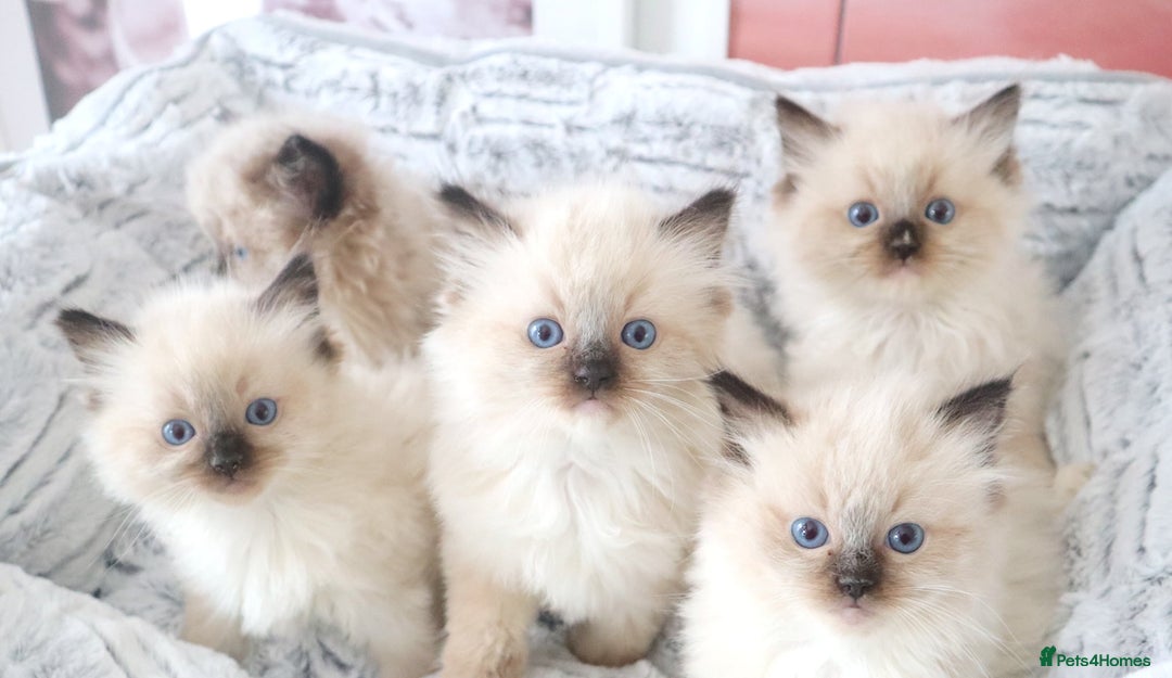 Ragdoll cats for sale: INDOOR FULL PEDIGREE RAGDOLL KITTENS - Image 14
