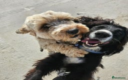 Cockapoo dogs for sale: 12 stunning cockapoo puppies ready now - Image 17