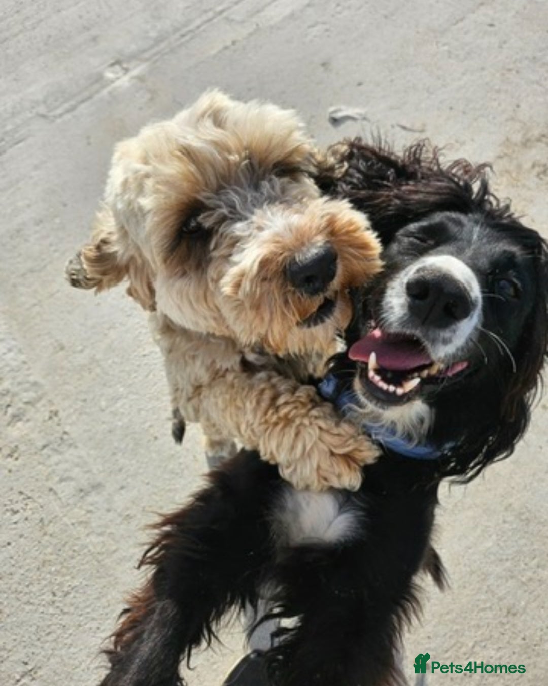 Cockapoo dogs for sale: 12 stunning cockapoo puppies ready now - Image 17