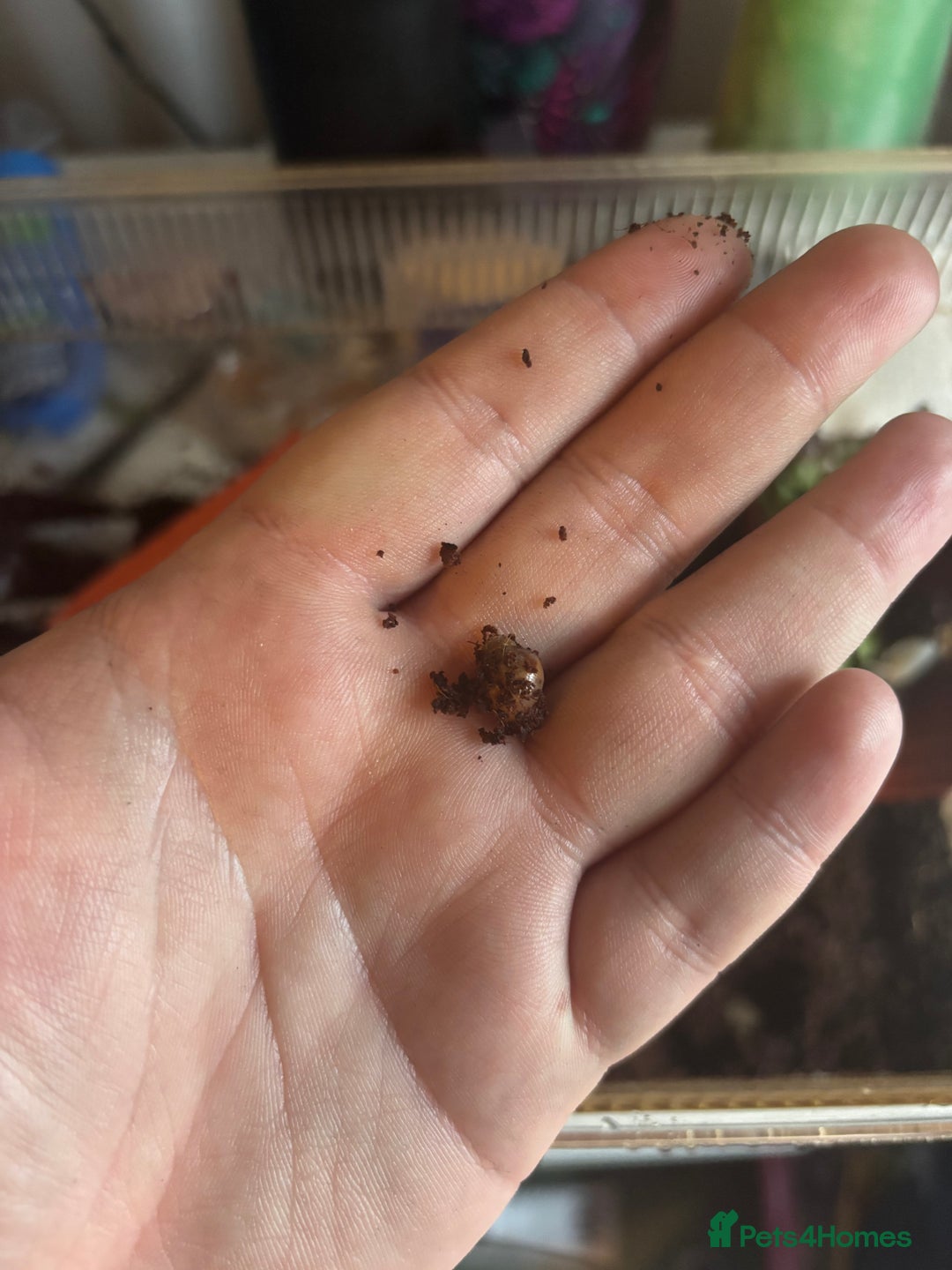 Snails invertebrates for sale: African land snails with enclosure  - Image 5