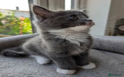 Domestic Shorthair cats for sale: Super stunning kittens - Image 13