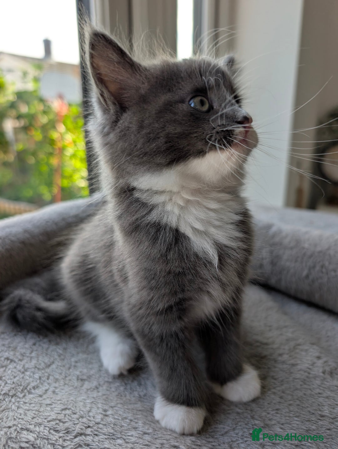 Domestic Shorthair cats for sale: Super stunning kittens - Image 13