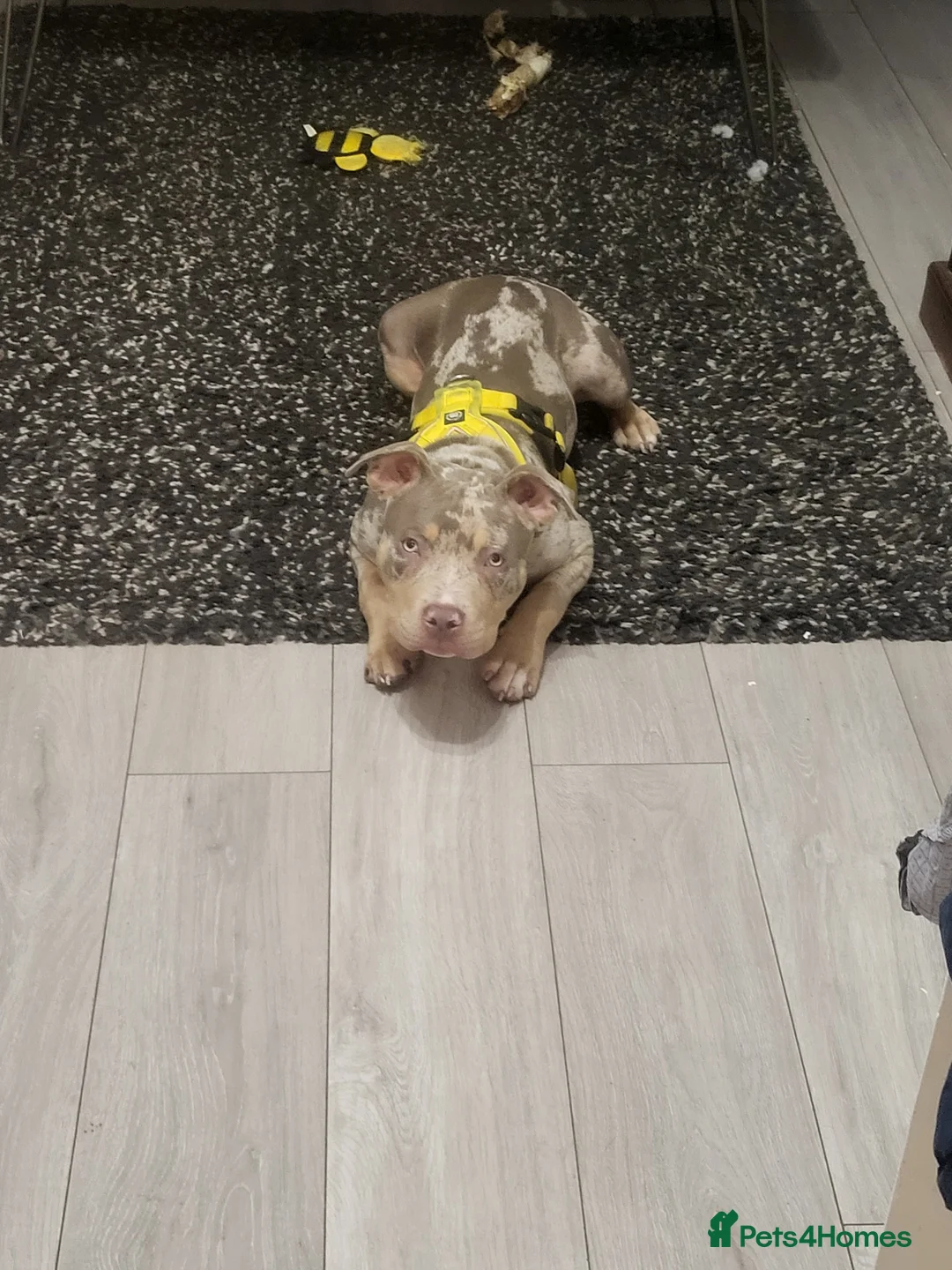 American Bully dogs for sale: Grand Champion bloodline American Bully (not xl).  - Advert 7