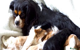 Cavalier King Charles Spaniel dogs for sale: K.C Registered Cavalier King Charles  in Bedford - Image 3