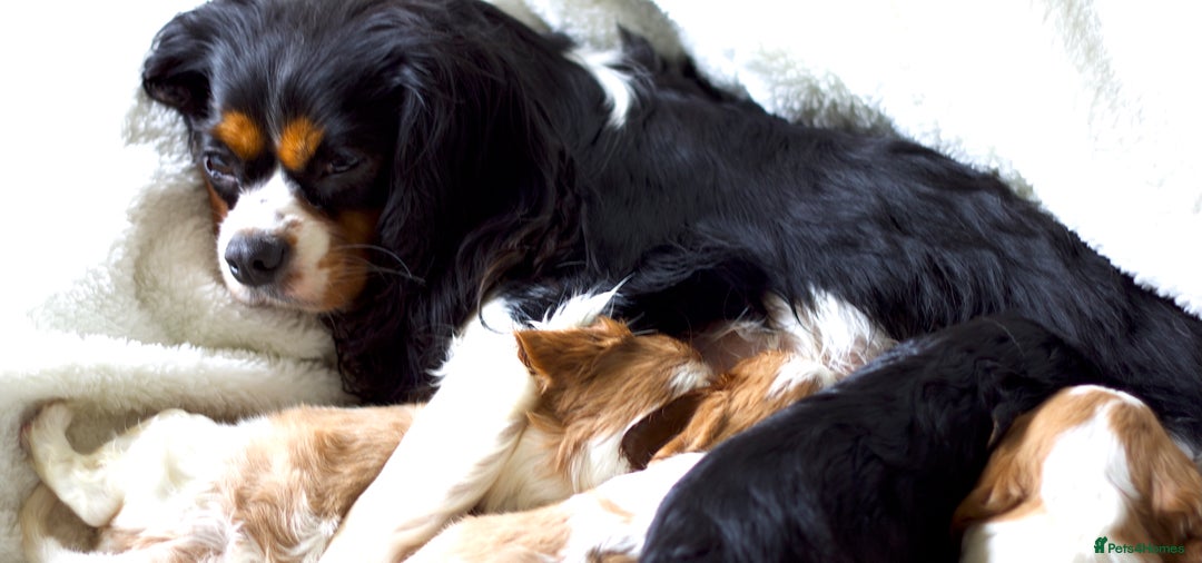 Cavalier King Charles Spaniel dogs for sale: K.C Registered Cavalier King Charles  in Bedford - Image 3