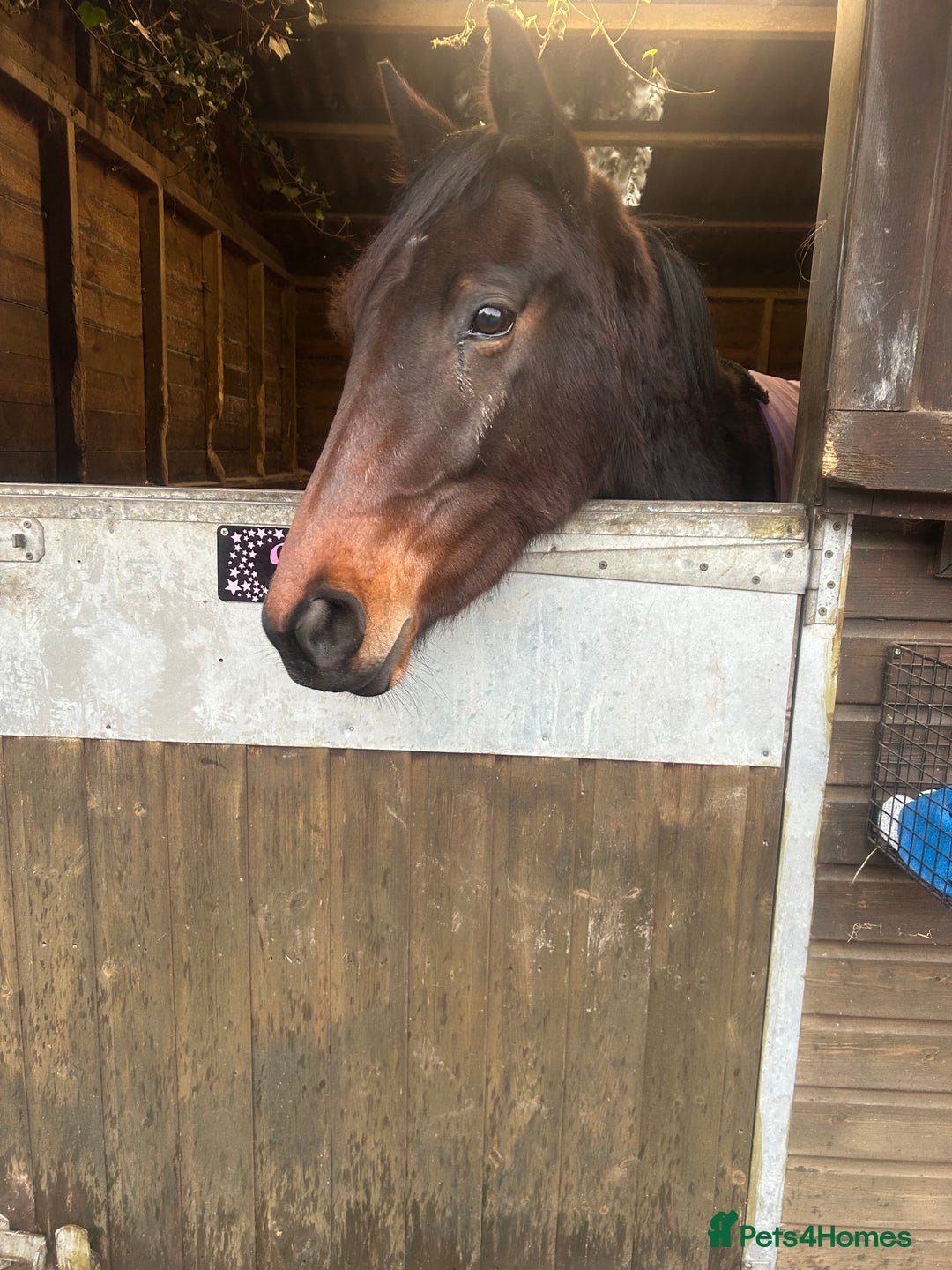 English Thoroughbred horses for sale: 3 year old thoroughbred  - Advert 2