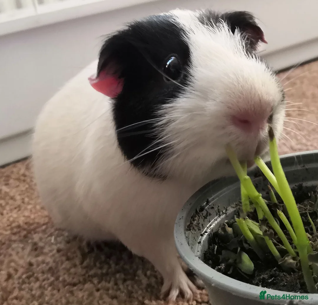 Guinea Pig rodents for sale: Bonded guinea pig boars for adoption - Advert 5