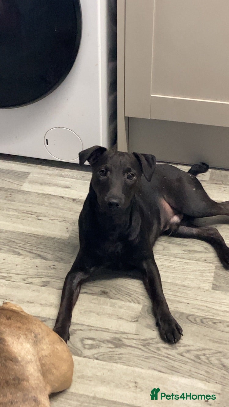 Mixed Breed dogs 6 month old patterdale x Lakeland  - Advert 2