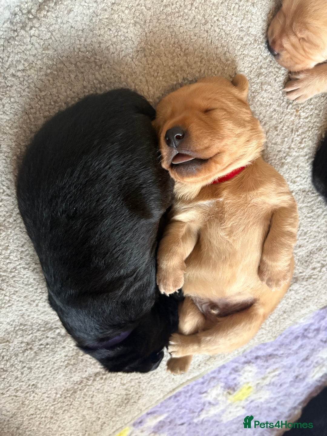 Labrador Retriever dogs for sale: Labrador puppies.  - Advert 15