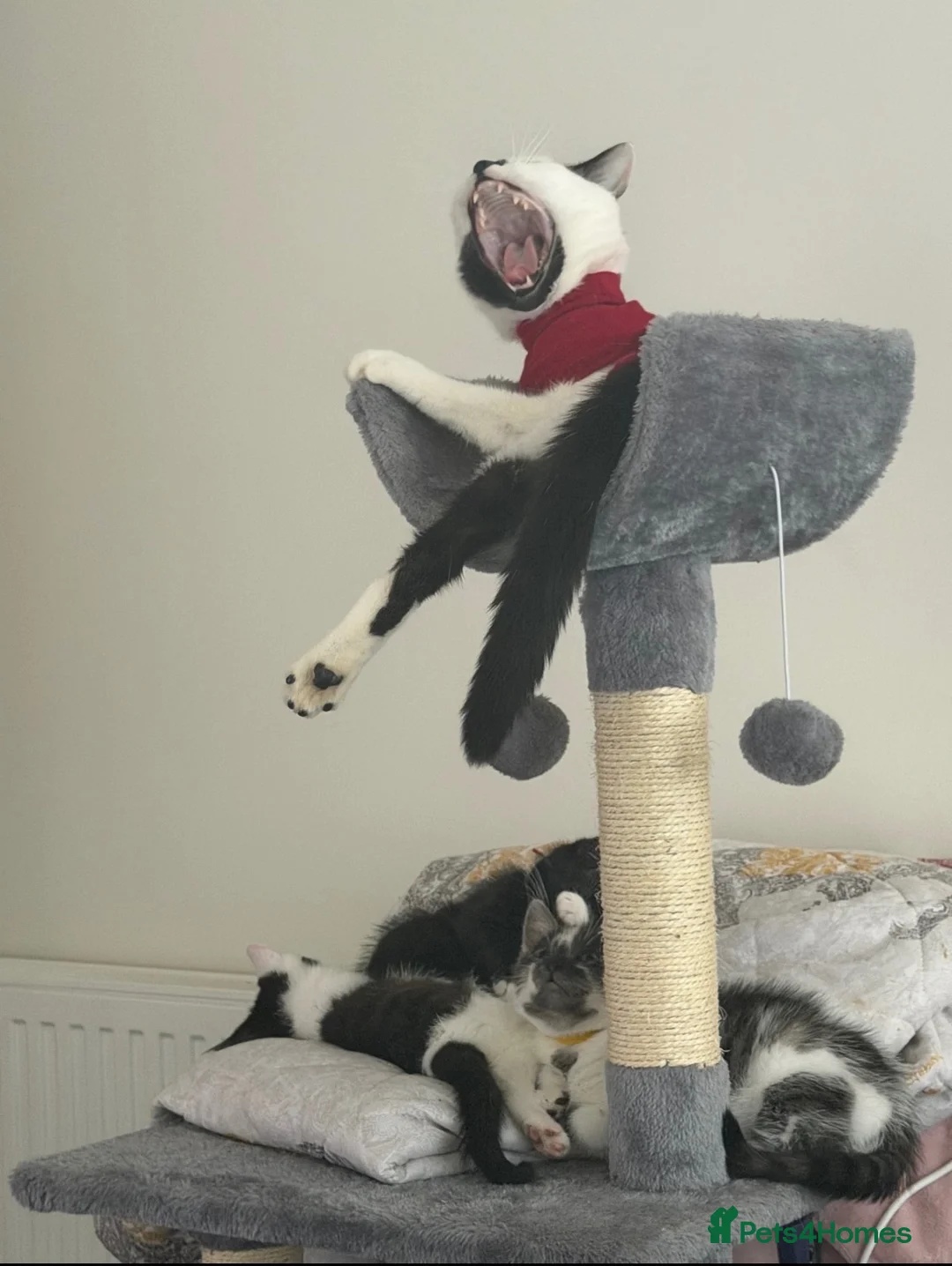 Mixed Breed cats for sale: Cats for rehome. Read add before replying.  in Aberdeen - Advert 1