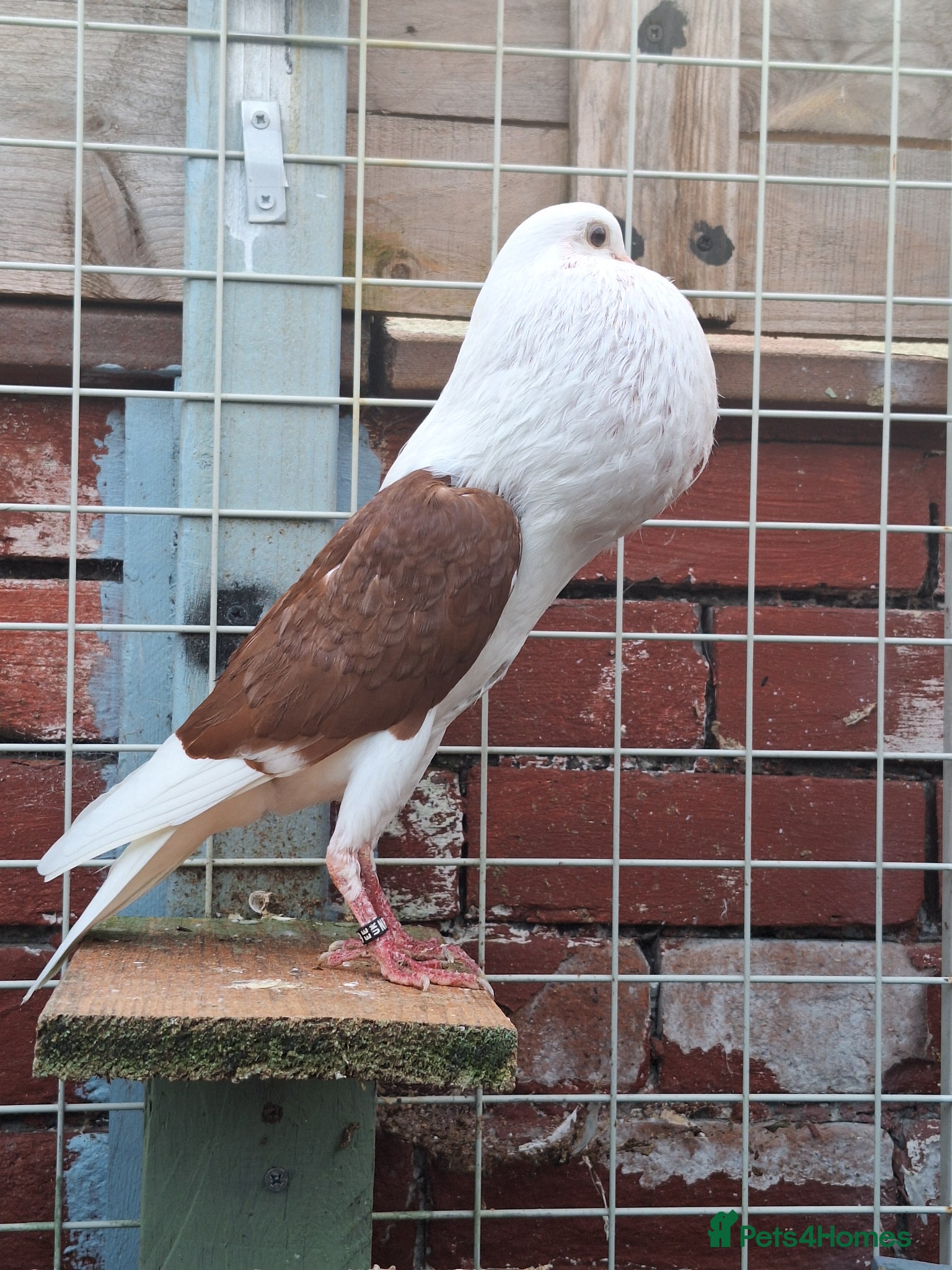 Pigeons birds Pair of Pouter Pigeons for sale - Advert 2