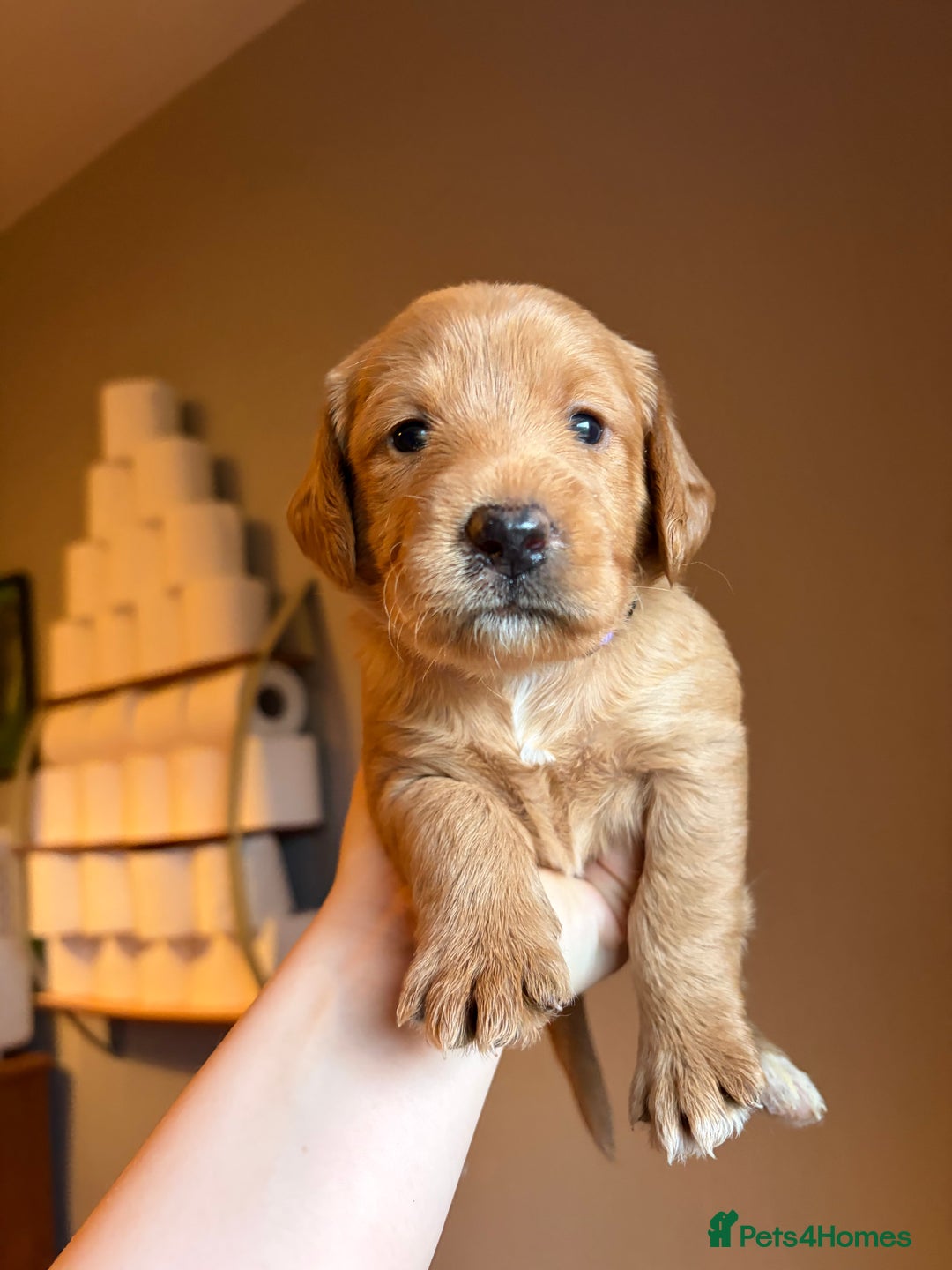 Labradoodle dogs for sale: Fox Red F1 Miniature Labradoodles  - Advert 33