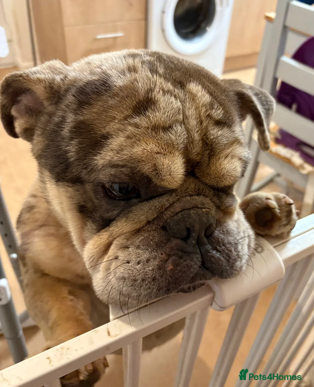 English Bulldog dogs for sale: English Bulldog Jack - Advert 1