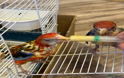 Parrots birds for sale: Spoon fed parrots for sale 10 12 weeks old  - Image 26