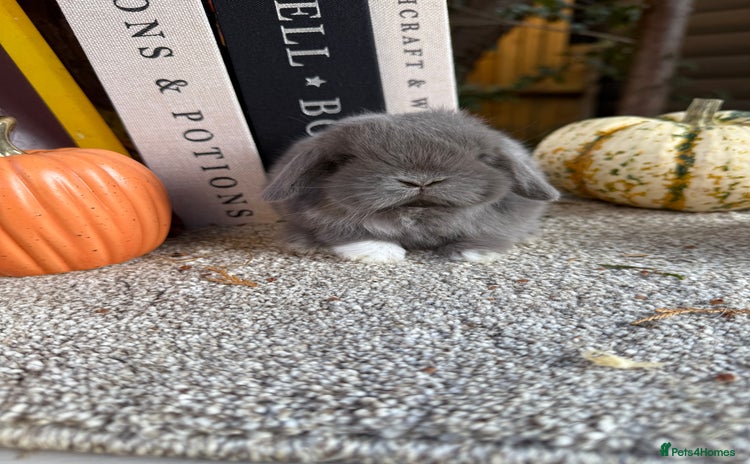 Mini Lop rabbits in Loughborough - Advert 2