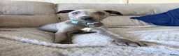 Whippet dogs for sale: Blue KC registered whippet puppy  in Blyth - Advert 3