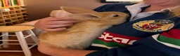 Continental Giant rabbits for sale: 🐰 Beautiful Pure-Bred Continental Giant Rabbits - Advert 13