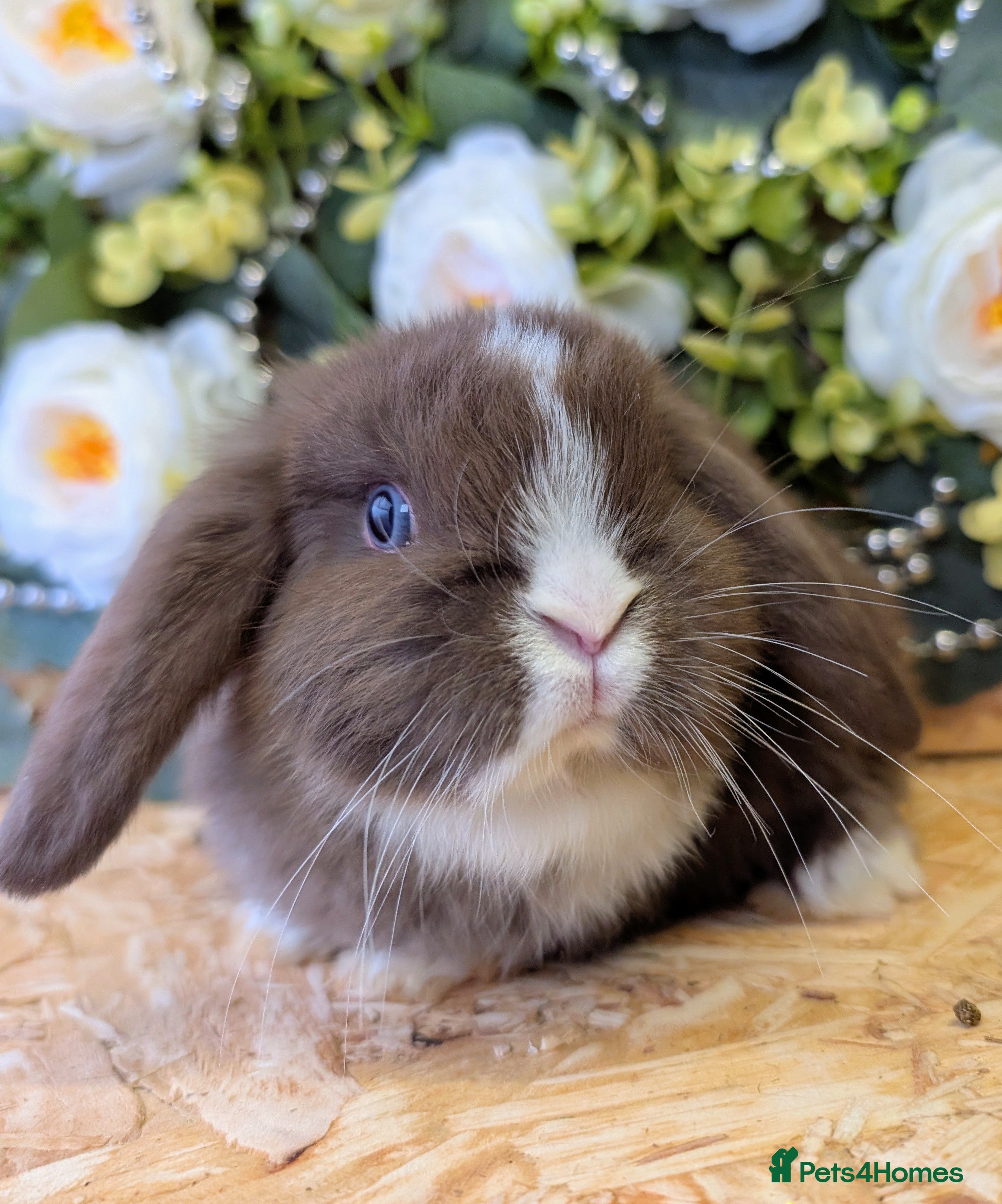 Mini Lop rabbits ❤️Stunning mini lop babies❤️ - Advert 1
