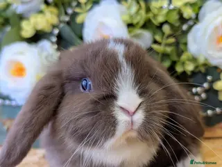 Mini Lop rabbits ❤️Stunning mini lop babies❤️ - Advert 4