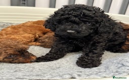 Toy Poodle dogs for sale: Kc reg toy poodle puppies - Image 5