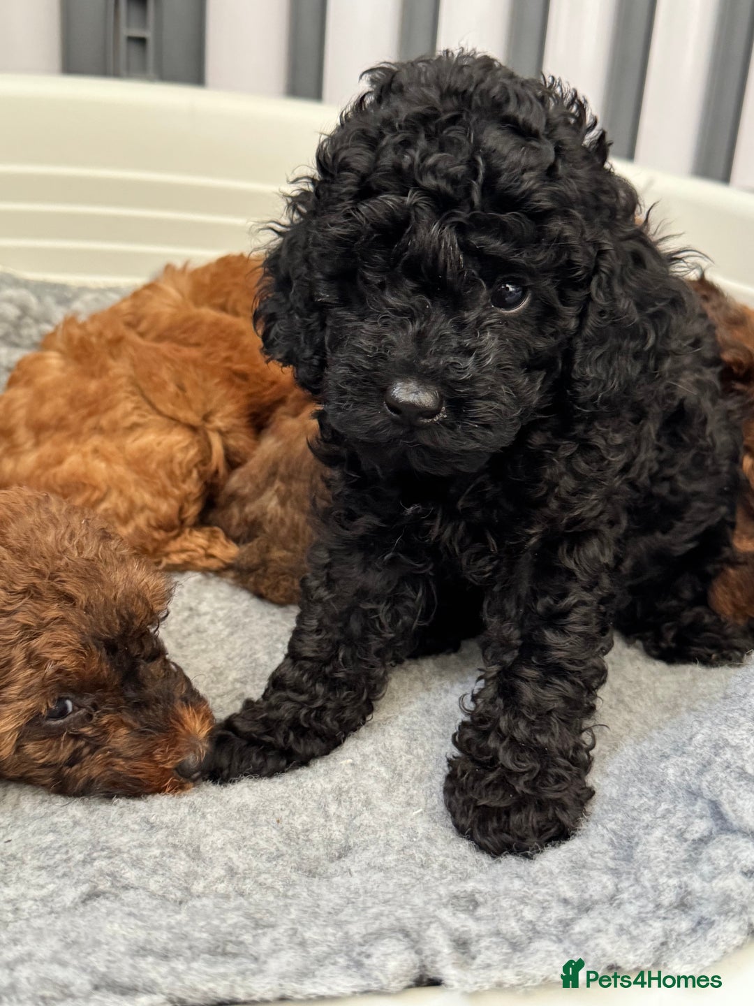 Toy Poodle dogs for sale: Kc reg toy poodle puppies - Image 5