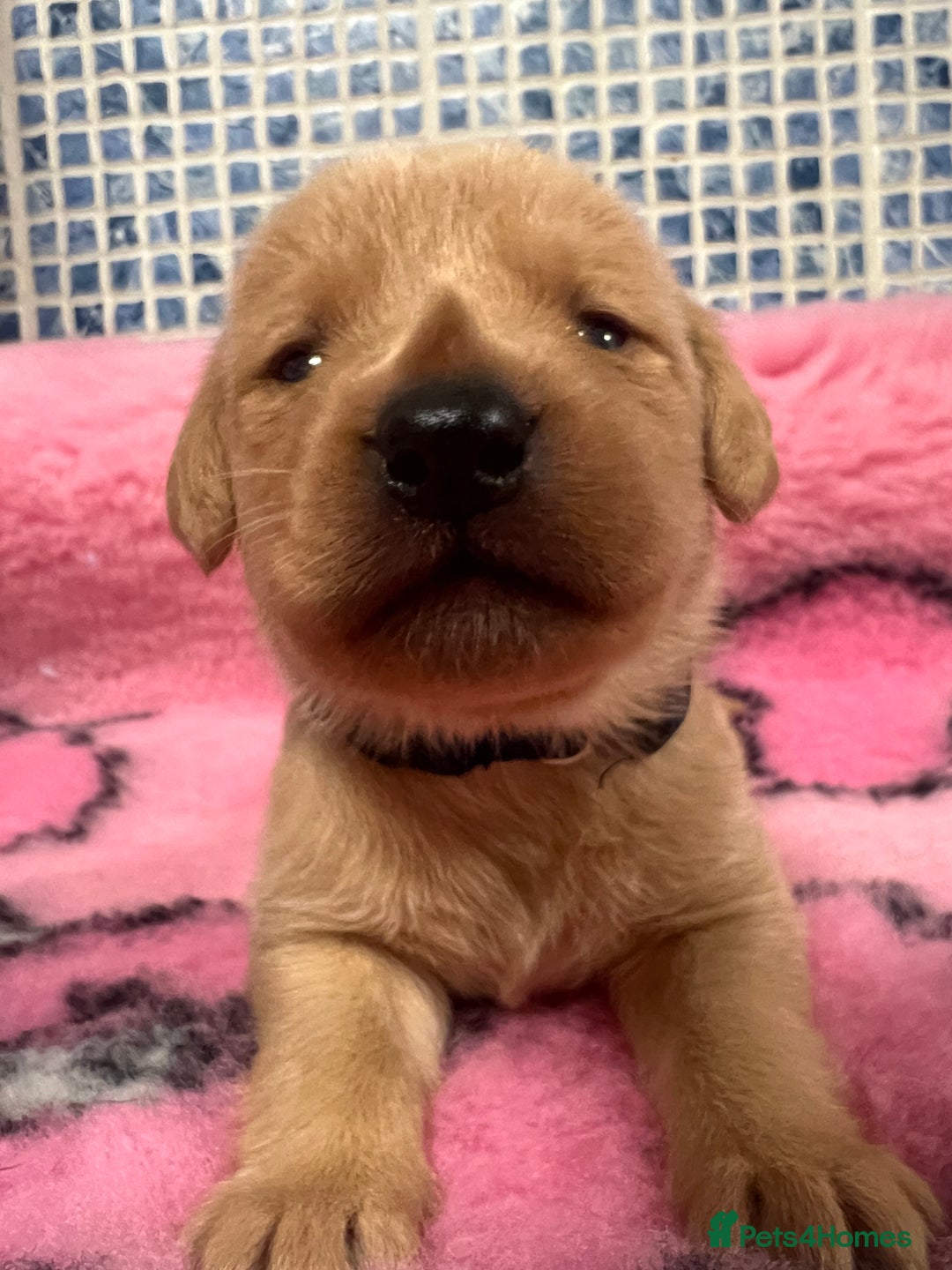 Labrador Retriever dogs for sale: 2 Labrador Retrievers girls left  - Advert 32