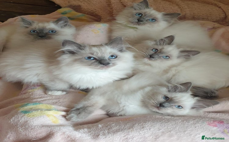 Ragdoll cats - Advert 13