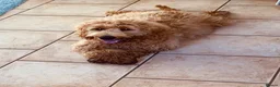 Goldendoodle dogs for sale: Cooper - Advert 2