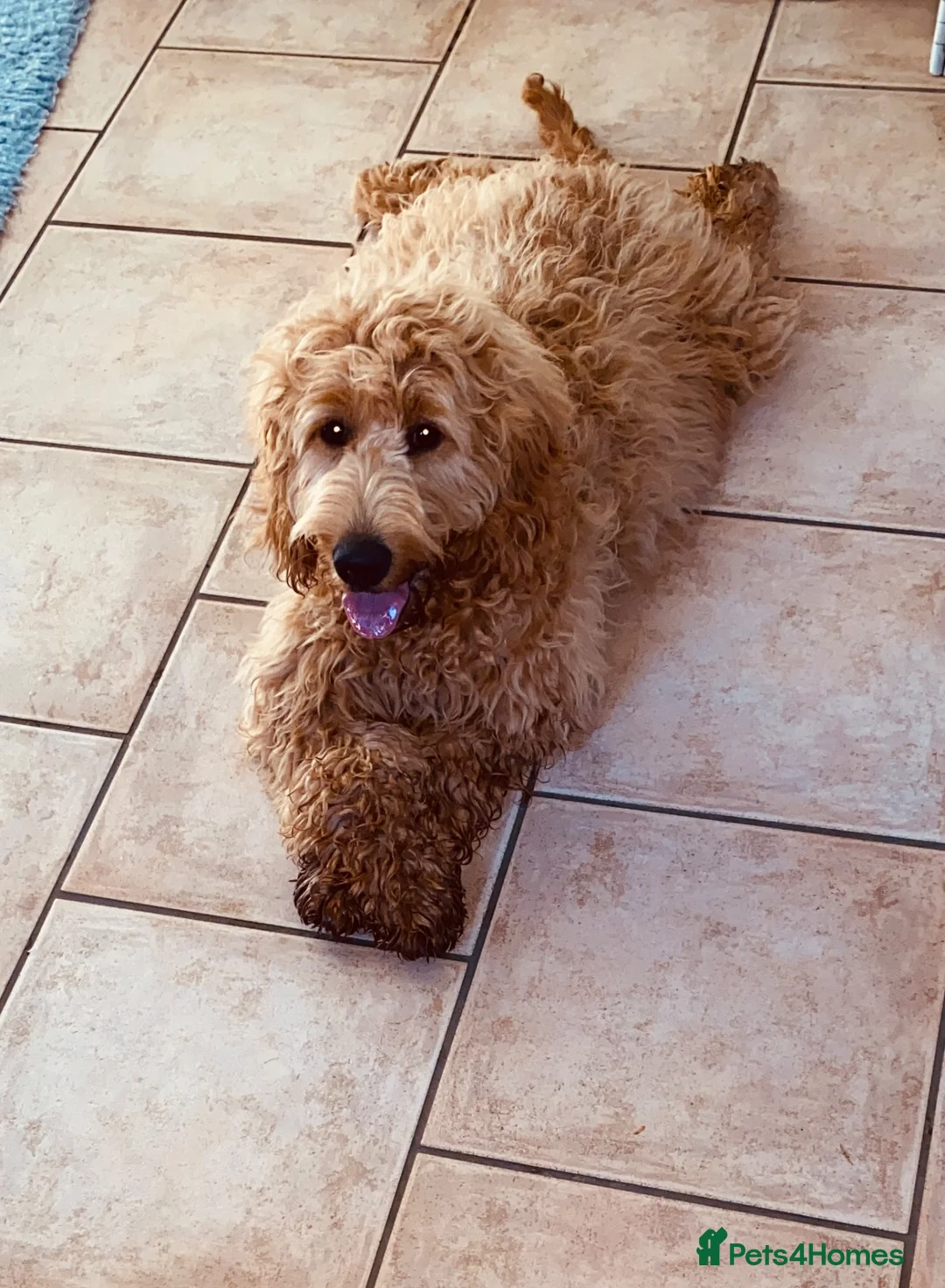 Goldendoodle dogs for sale: Cooper - Advert 2
