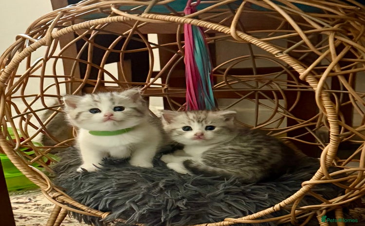 Mixed Breed cats for sale - Advert 1