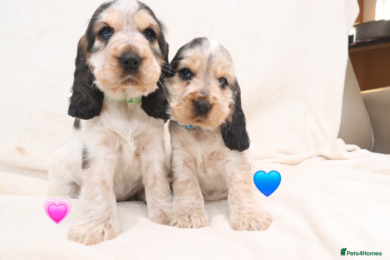 Cocker Spaniel dogs 🤎🧡 1 BOYS 1 FEMALE Chocolate Sable & Tan 🧡🤎 - Advert 9