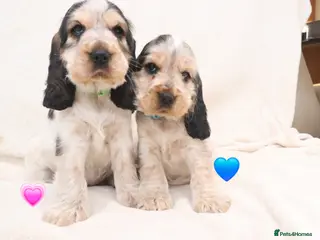 Cocker Spaniel dogs 🤎🧡 1 BOYS 1 FEMALE Chocolate Sable & Tan 🧡🤎 - Advert 9