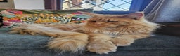 Maine Coon cats for sale: Maine Coon kittens looking for loving homes - Advert 8