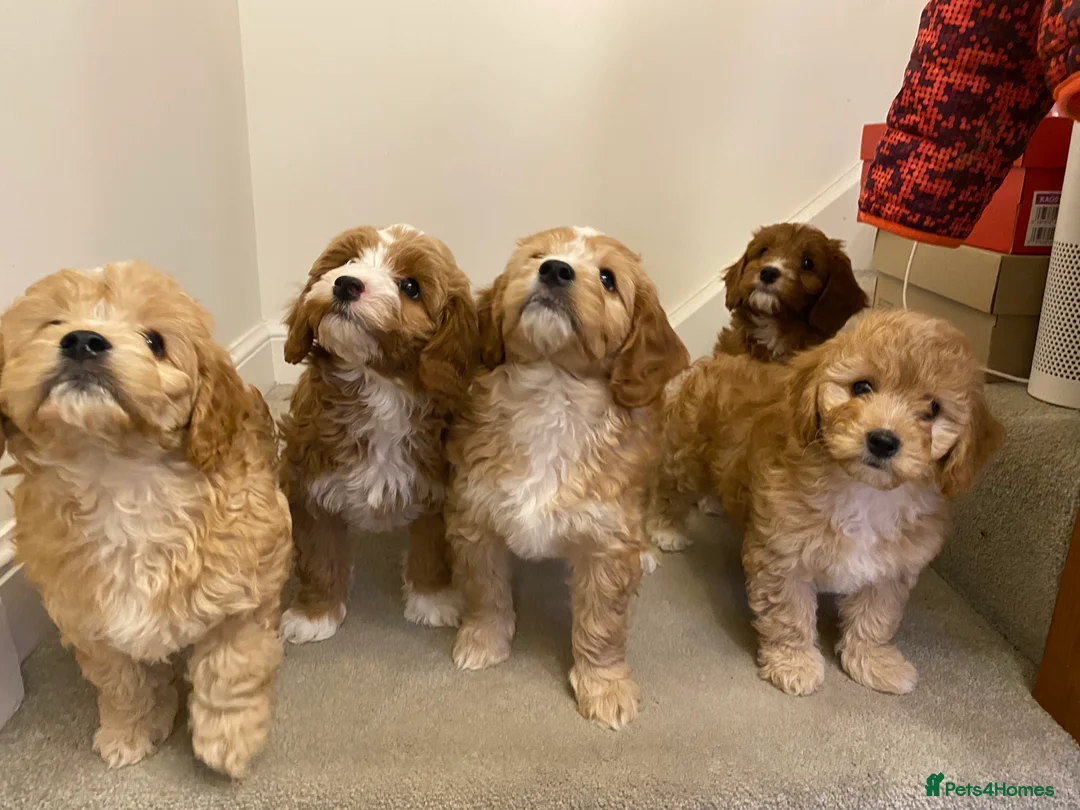 Poodle dogs for stud: Miniature poodle stud -red, kc reg & health tested in Tonbridge - Advert 4