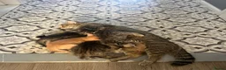 Mixed Breed cats for sale: Last girl Silver grey Tabby £85 due to timewaster - Advert 4