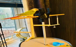 Conures birds for sale: Green-cheeked Conure  - Advert 3